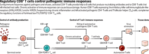 Science Magazine April 15 2022 Regulatory CD8 T Cells Suppress Disease