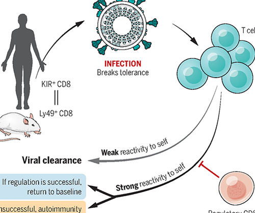 Science Magazine April Kir Cd T Cells Suppress