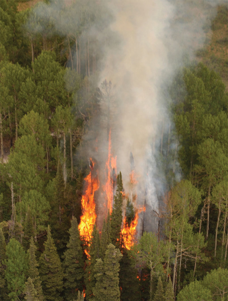 Fire in forest