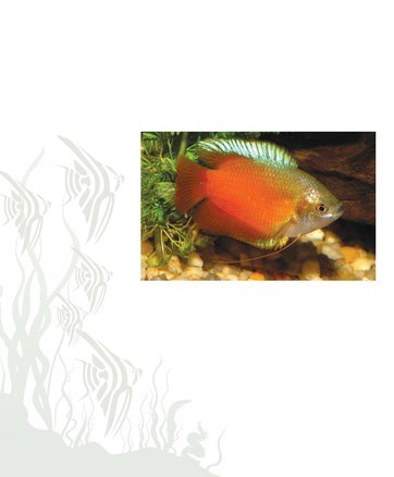 tropical fish hobbyist february