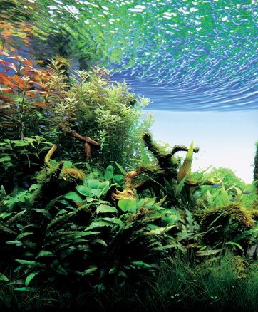 tropical fish hobbyist february
