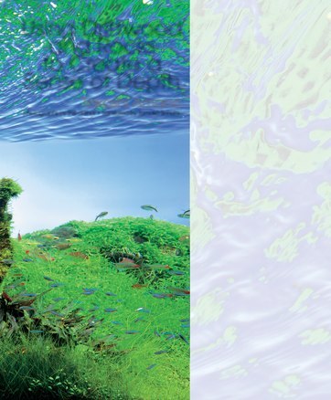 tropical fish hobbyist february