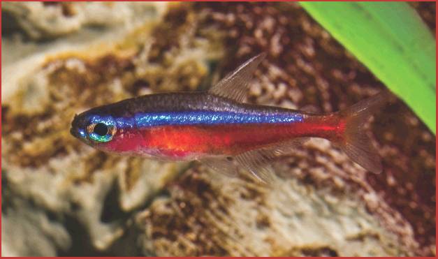 Aquarium Fish Rose (Pink?) Neon Tetra For sale as Framed Prints, Photos,  Wall Art and Photo Gifts