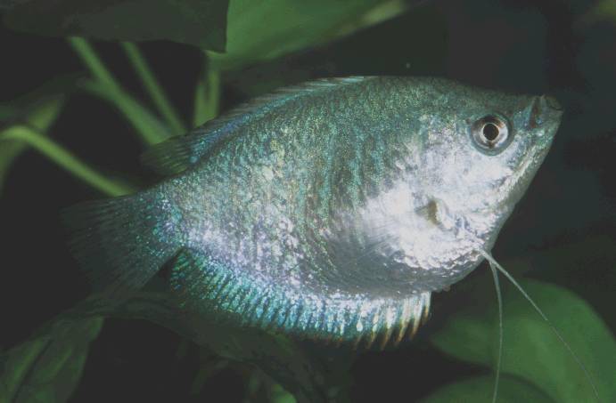 Cochus Blue Tetra - Boehlkea fredcochui Fish Profile & Care Guide