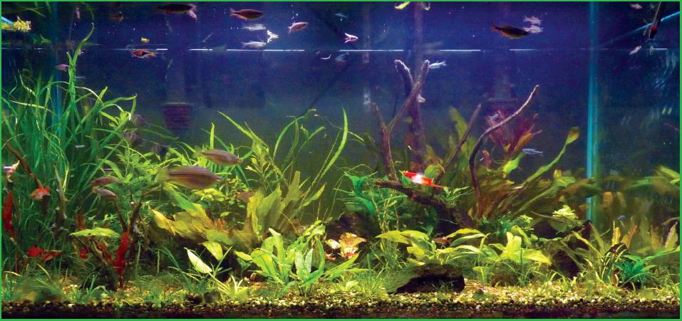 Marbled Thorny Catfish  Fish tank accessories, Aquarium supplies, Aquarium  accessories