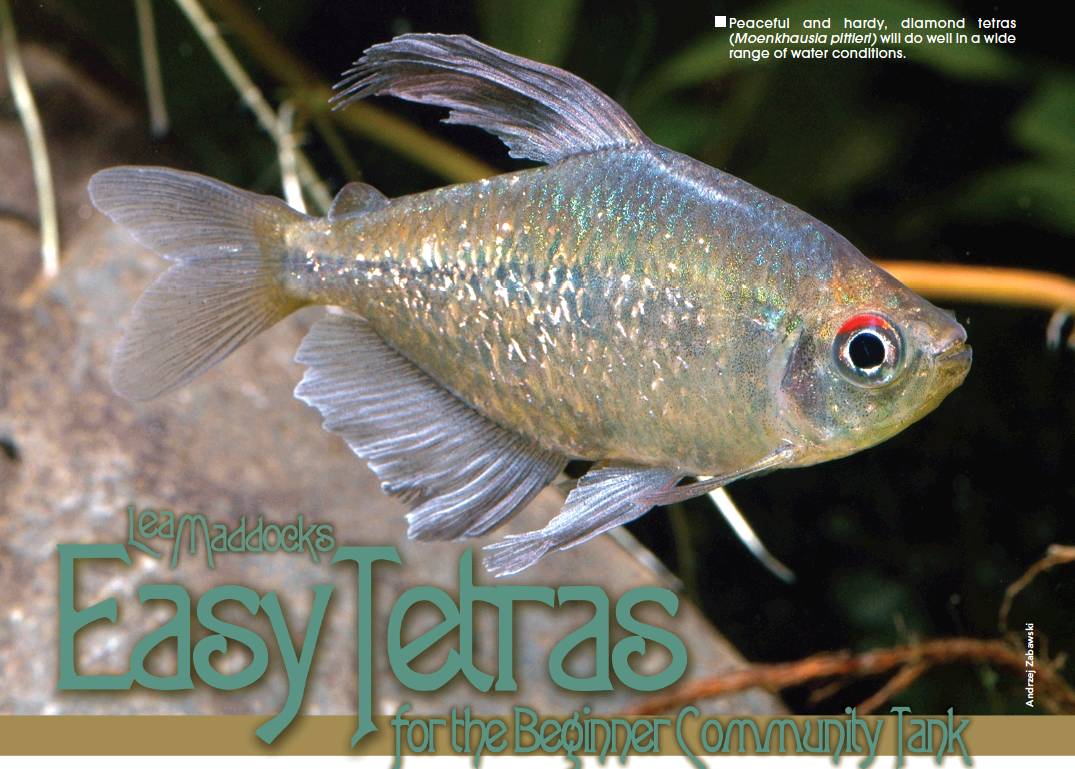 Tropical Fish Hobbyist - January 2013 - Easy Tetras for the