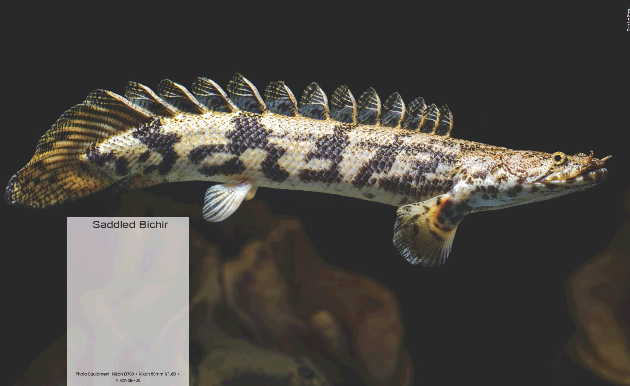 Polypterus discount endlicheri care