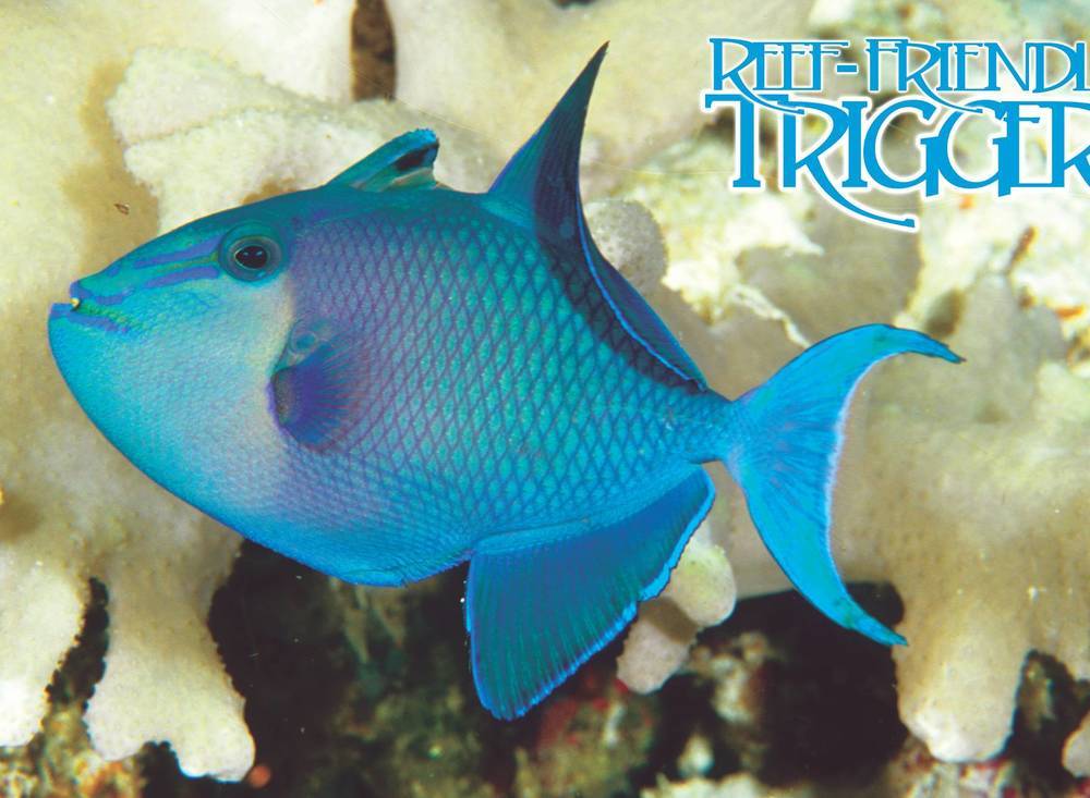 reef safe trigger fish
