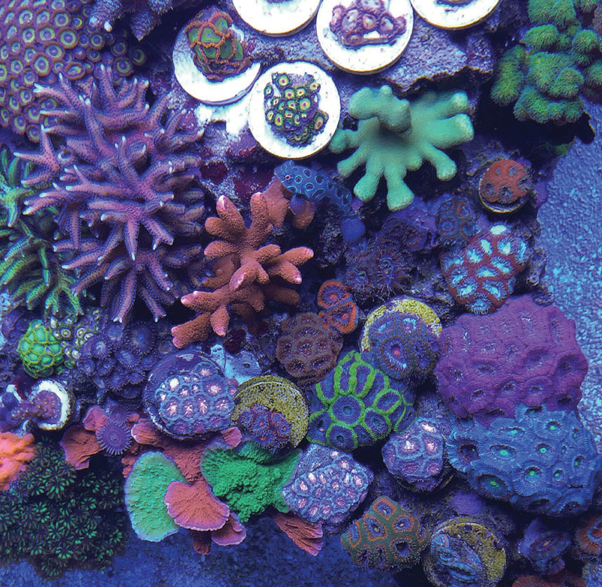 Tropical Fish Hobbyist Jul Aug 2017 Building A Reef Cube