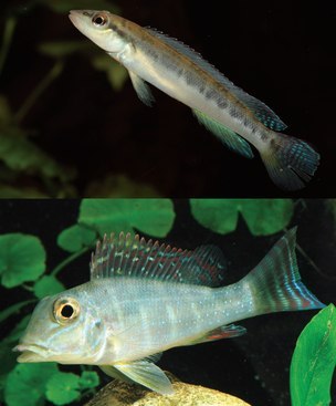 tropical fish hobbyist jul