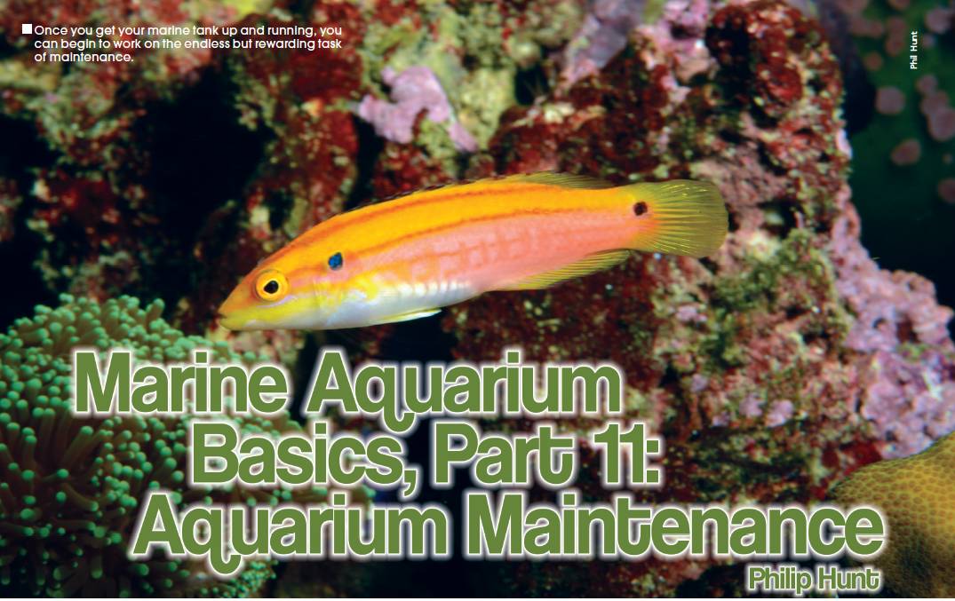 Basic Saltwater Aquarium Maintenance
