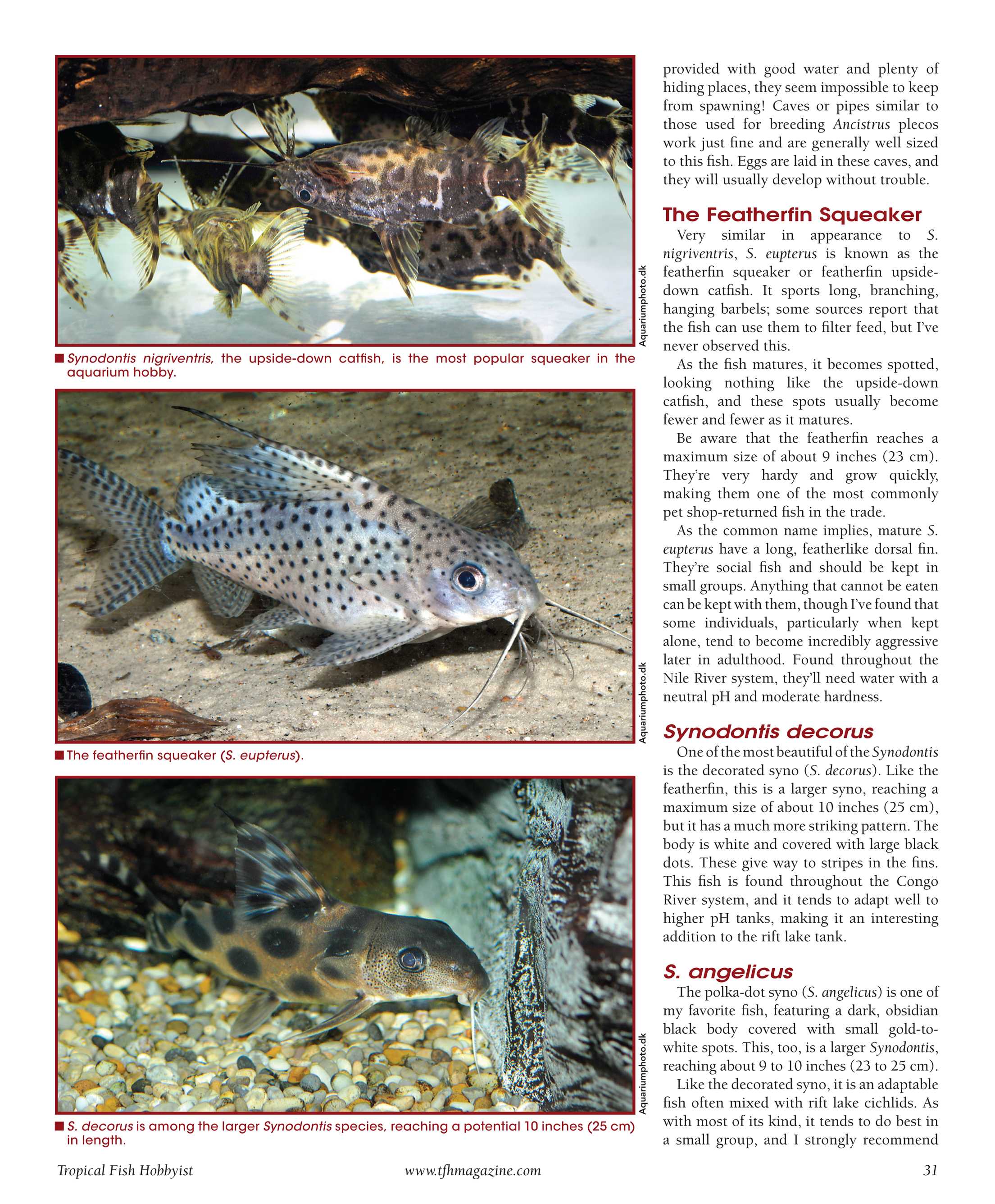 tropical fish hobbyist mar