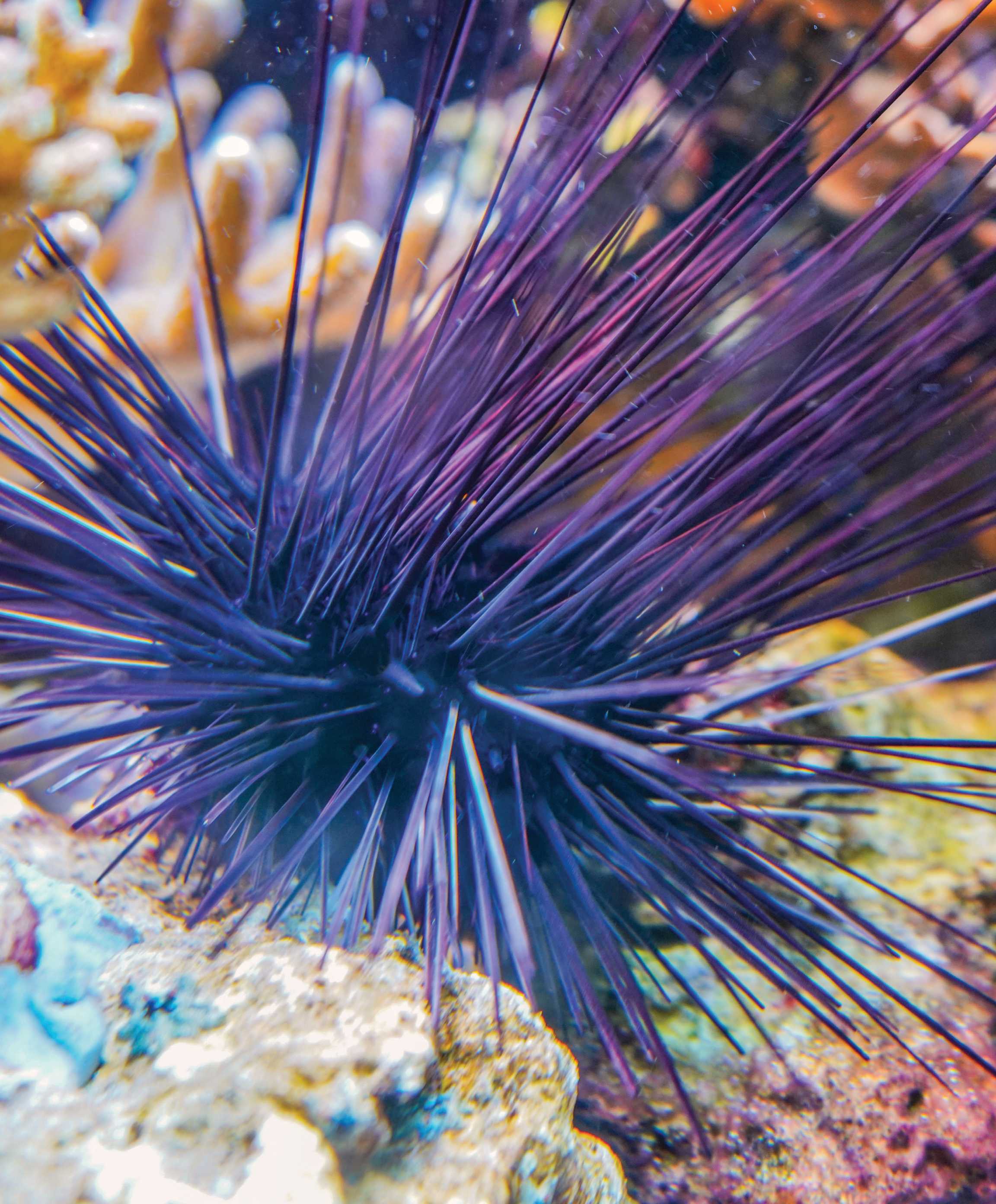 tropical fish hobbyist mar