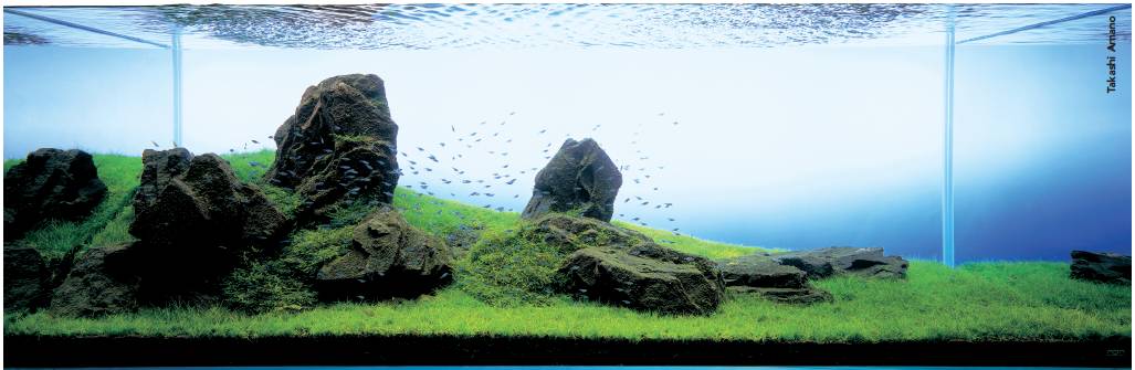 Aquarium Libraries - Aquascaping in Vietnam: A Bright Future