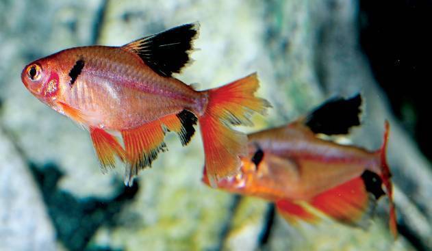Candy Cane HY511 Tetra for sale online