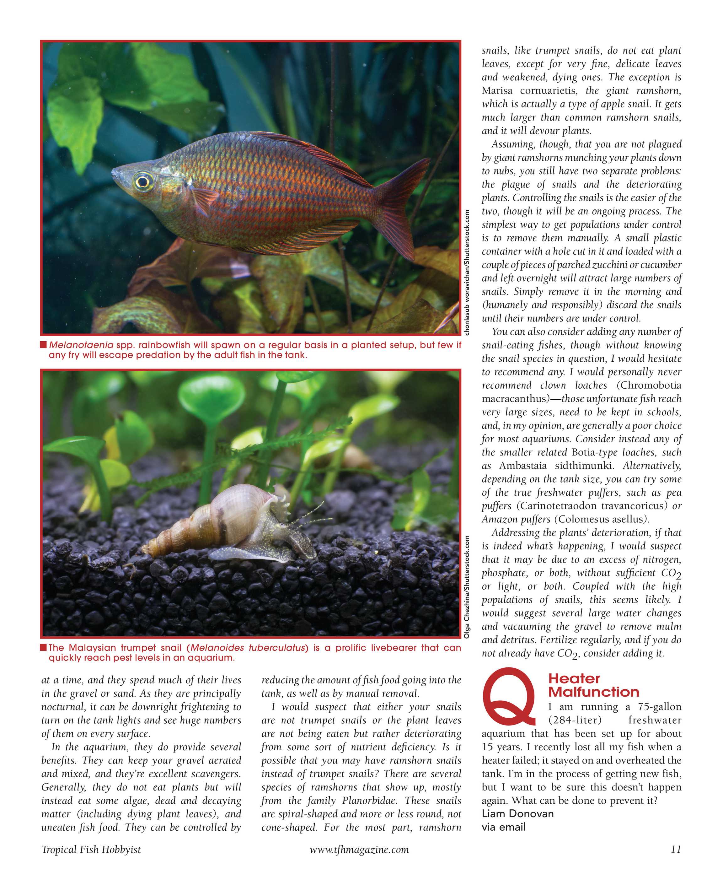 fresh water aquarium fish