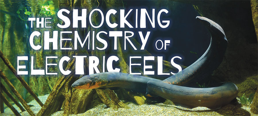 ChemMatters - October 2018 - The Shocking Chemistry Of Electric Eels