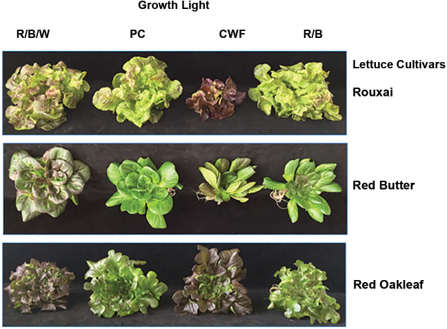 Bio Photonics May June 2018 The Mccree Curve Demystified