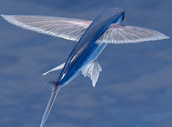 Creation 2024 Volume 46 Issue 1 THE WONDER OF FLYING FISH   028.cropped 