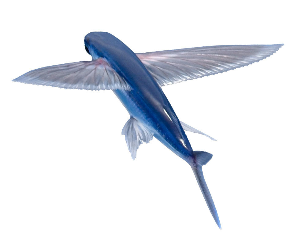 The Evolution of Flying Fish 