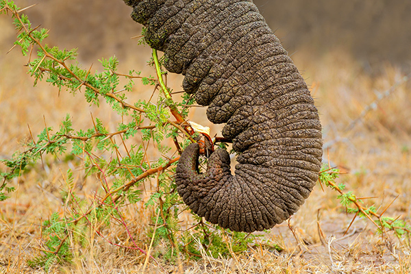 ELEPHANT 2冊 s-l1200.jpg