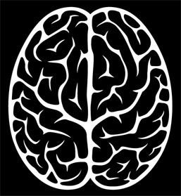 image of brain