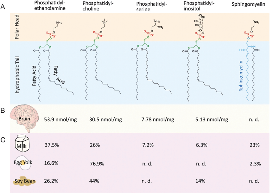 different classes of phospholipids