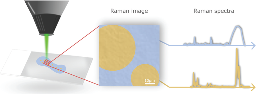 a figure a depiction of a bright field survey scan followed by raman spectroscopy analysis in the areas of contrast