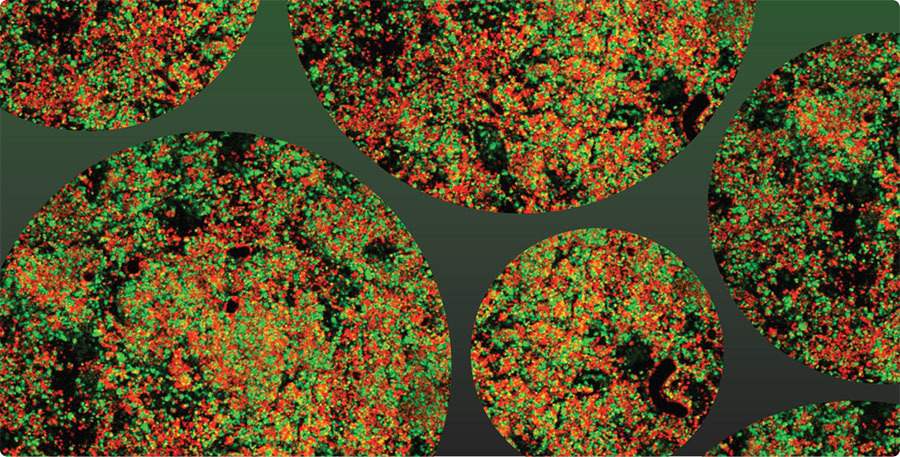 visualizing complex multiphase food using confocal raman microscopy