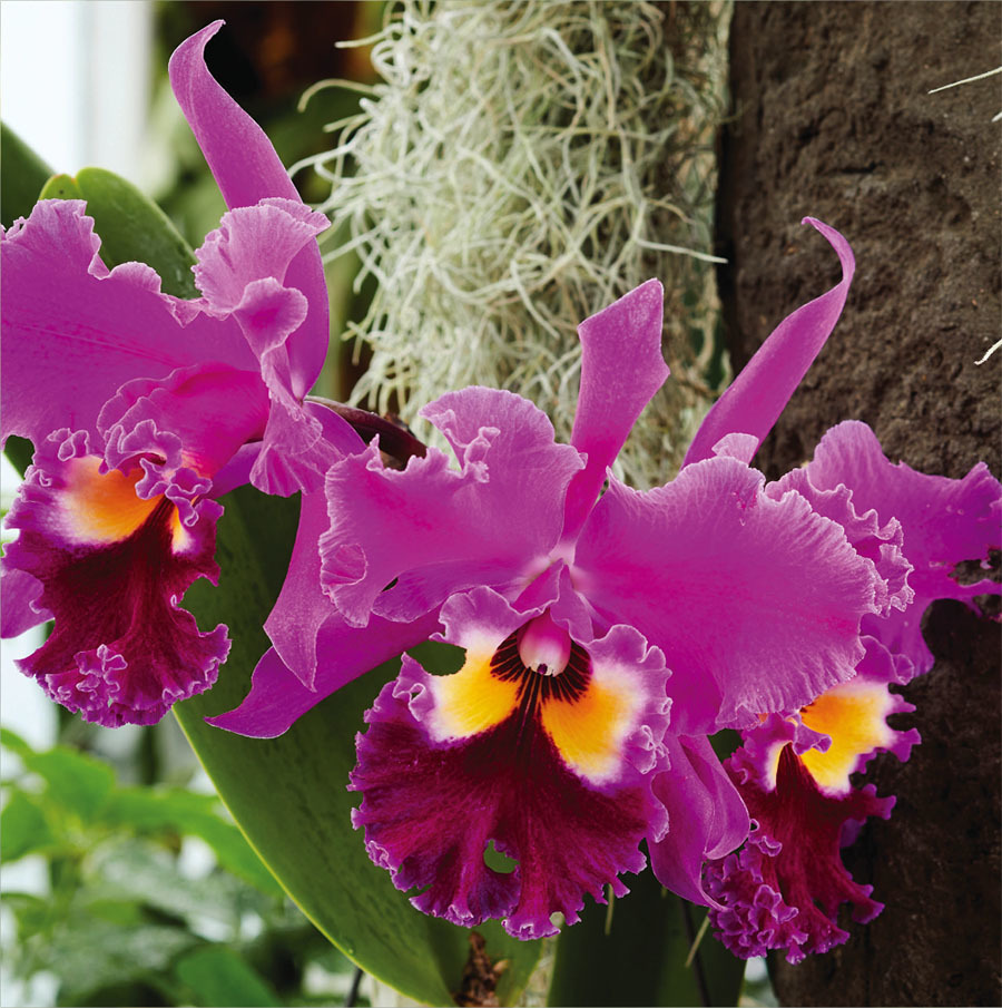 NJ Monthly - April 2021 - Orchid Glory