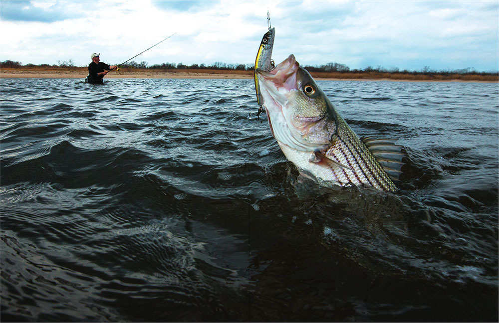 Using Two handed Rods For Striped Bass: By Daniel Wells – Thomas