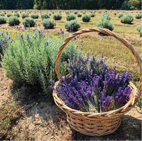 Nj Monthly May 2021 For The Love Of Lavender