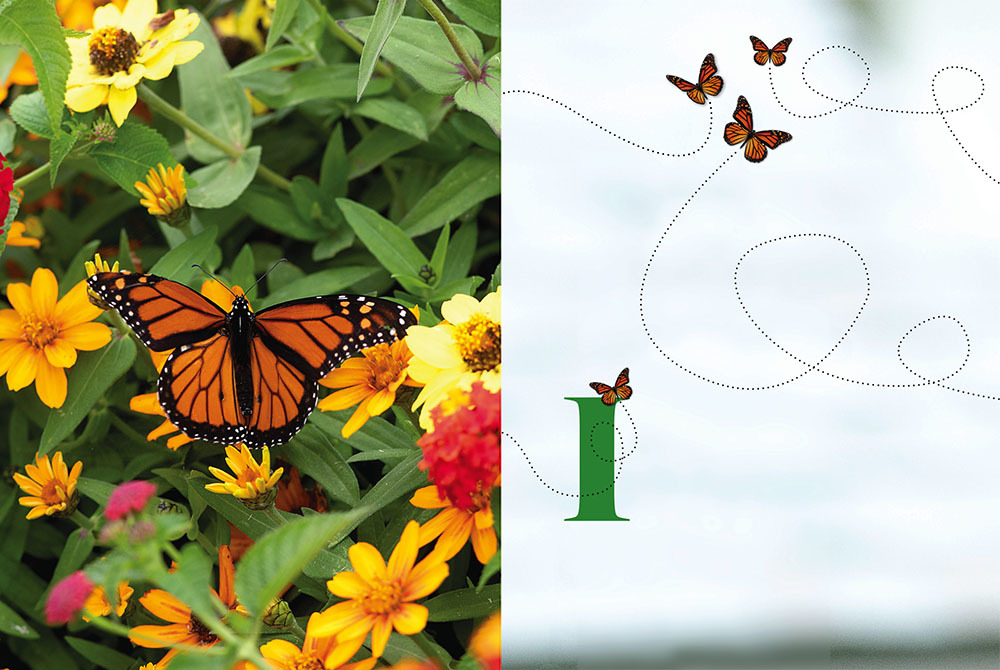 Watch For Monarch Butterflies In New Jersey This Spring