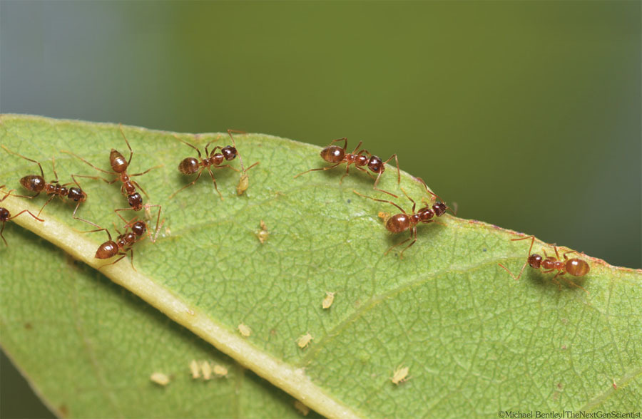 Pest World Magazine (NPMAS) - May/June 2020 - Tawny Crazy Ant