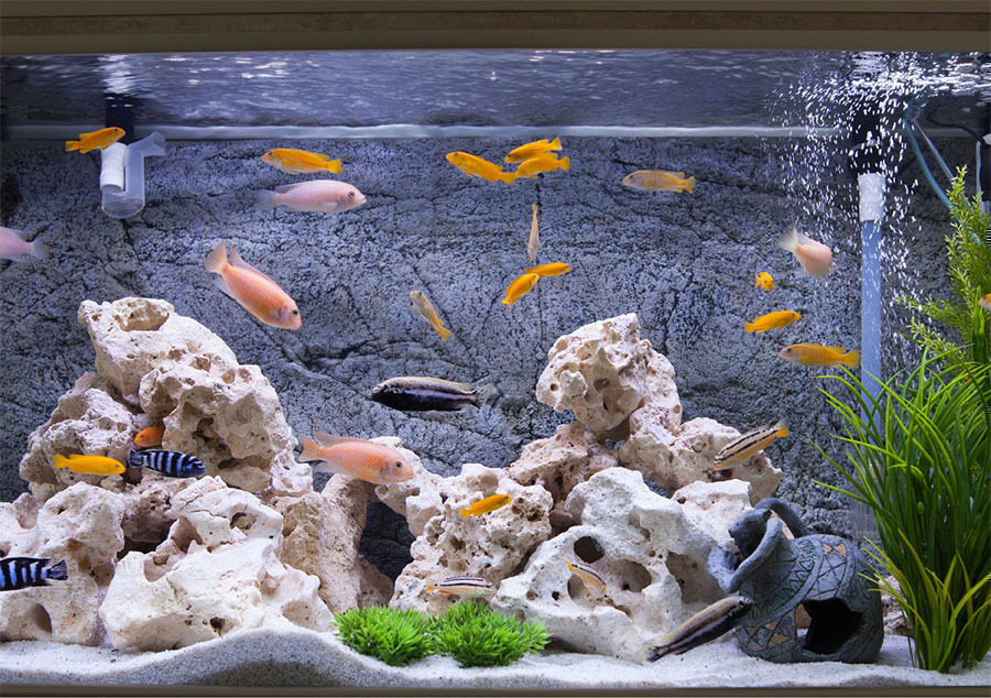 Transform Your Aquarium with These 6 Mesmerizing Aquascaping Ideas