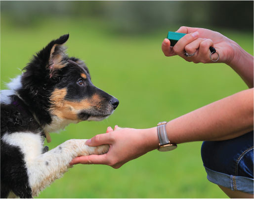 Pet Protection Vest, Dog, Birds - Pawsitive Innovations