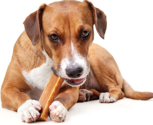 Why Dogs Chew Their Toys  PetPartners Pet Insurance