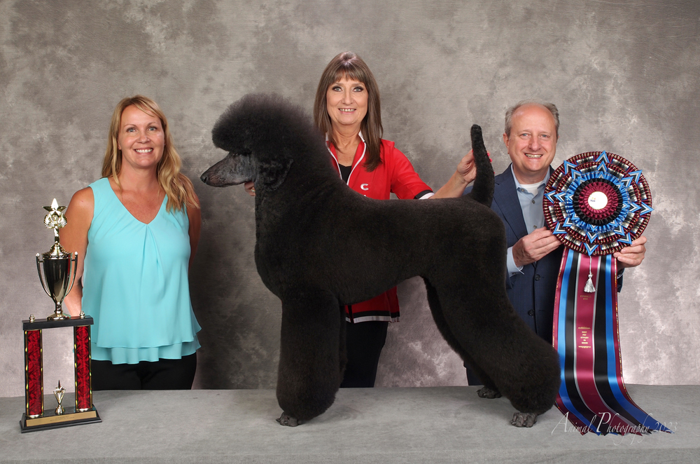 Best in Rescue Dog Show 2024: Unveiling the Ultimate Canine Champions