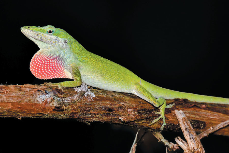 Herp Hobby Shop Reptile Breeding Center Oldsmar Fl - Shop Poin