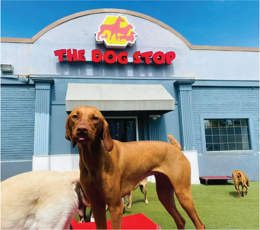 the dog stop