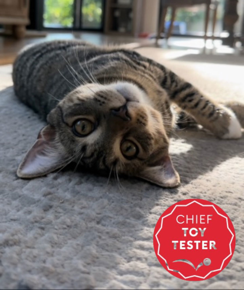 PetSmart searching for cat and dog 'chief toy testers,' offering $10,000  each