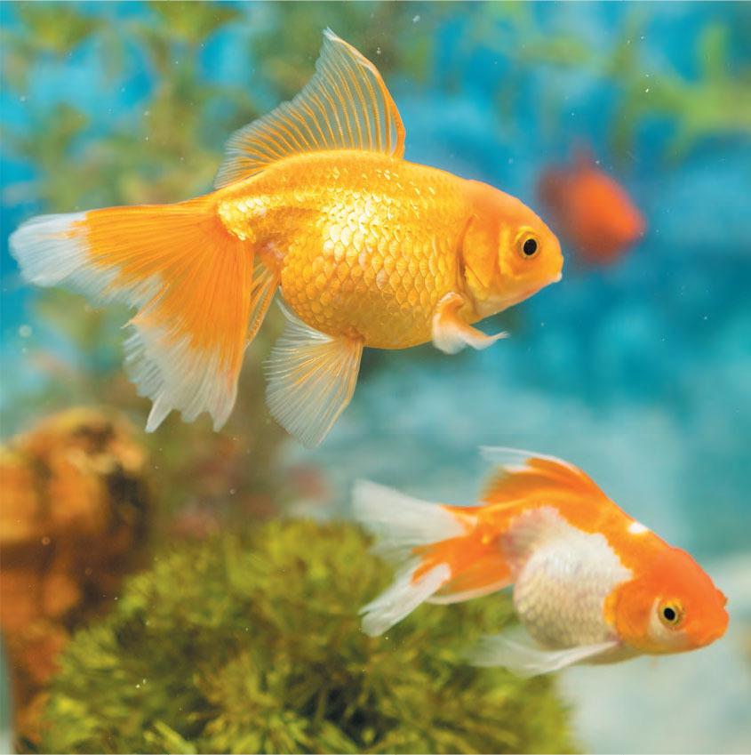 Tetra Goldfish Japan Premium Fish Food - Petworlddirect