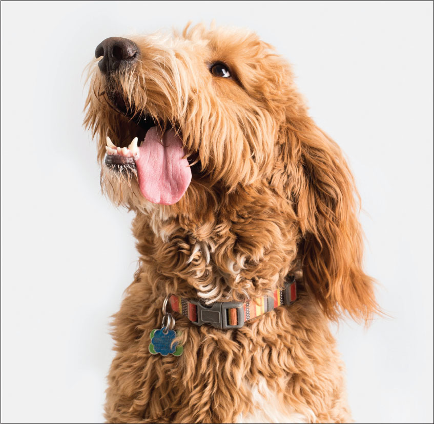 Beautiful Genuine Leather Dog Collars Designer Pet Brand : Petstwo