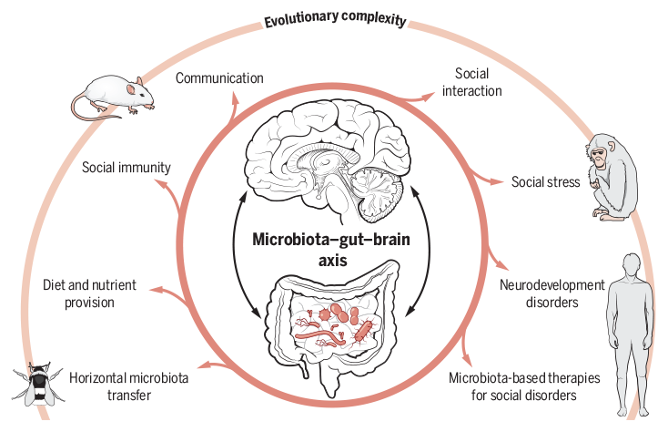 Science Magazine November 1 2019 Microbiota And The Social Brain