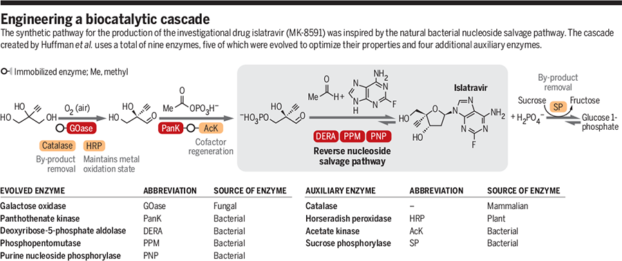 engineering a biocatalytic cascade