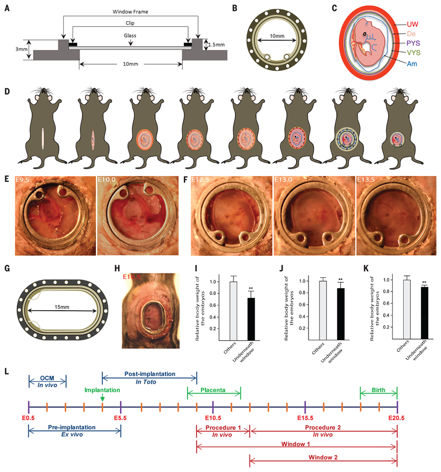 Science Magazine - April 10, 2020 - Intravital imaging of mouse 