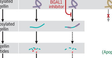 Science Magazine - April 12, 2019 Glycosidase and glycan polymorphism ...