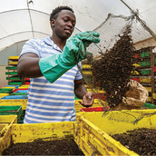 organic waste can be used to feed black soldier flies