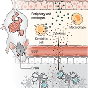 gut microbes modulate neurodegeneration