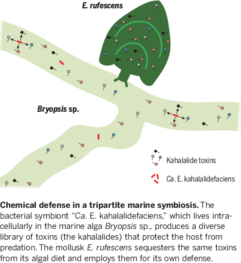 Science Magazine June 14 2019 A Microbial Factory For - 